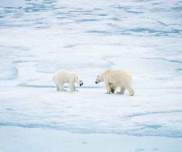 Northern Exposure: An Arctic Expedition