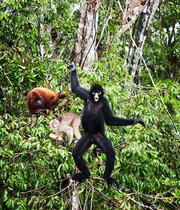Mystic river: a glimpse of the Amazon