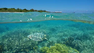 Over and under the sea, a turtle underwater on a coral reef and island with a resort above the surface, Maitre islet, Noumea, New Caledonia, south Pacific ocean
